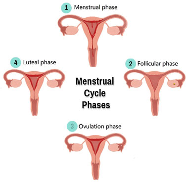 menstrual phases