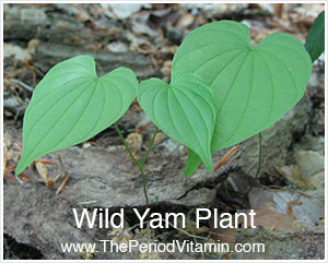 wild yam plant